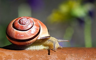 brown snail